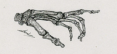 Illustration scientifique l'anatomie de la main