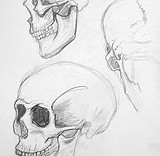 3 études de crâne humain au crayon à papier