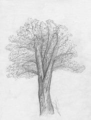 Dessin étude d'arbre au crayon à papier