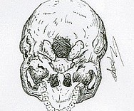 Illustration au feutre d'un crâne humain vue d'en bas