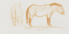 Croquis de cheval de Przewalski dessinés au crayon de couleur