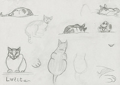 8 croquis de chat dessiné au crayon