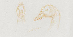Croquis dessin naturaliste de canard Dendrocygna Viduata