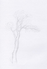 Etude d'arbre au crayon
