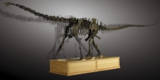 dinosaure Diplodocus présenté à l'exposition Trésors de dinosaures 75013 Paris