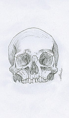 Illustration d'anatomie ostéologie crâne humain sans la mâchoire