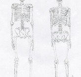 Illustration d'anatomie squelette de femme et squelette d'homme