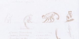 Dessin esquisse au crayon croquis de singe Capucin. Ménagerie, Museum National d'Histoire Naturel de Paris. © Fabien Lesbordes Artiste Vectanim 2011
