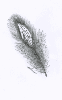 Illustration de plume de poule faisane illustrateur Vectanim 2011