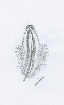 Plume de faisane illustrée illustrateur Vectanim 2011