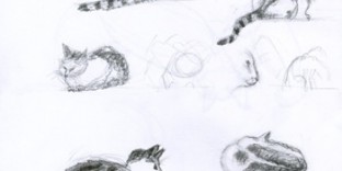 Croquis de ma chatte Lolita, 6 dessins au crayon © Fabien Lesbordes dessinateur Vectanim 2011