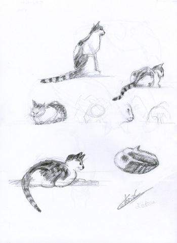 Croquis de ma chatte Lolita, 6 dessins au crayon dessinateur Vectanim 2011