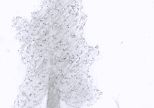 Dessin d'après nature dessin de séquoia géant © Fabien Lesbordes dessinateur Vectanim 2011