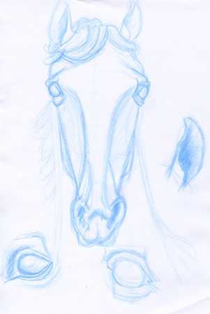 Croquis de tête de cheval dessiné au crayon de couleur