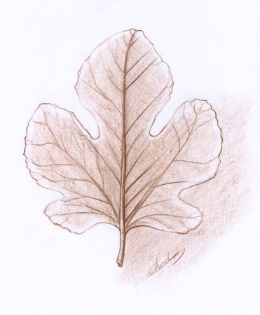 Botanique dessin de feuille dessinateur