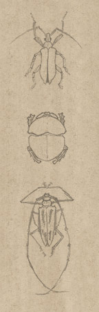 3 croquis de coléoptères dessinateur