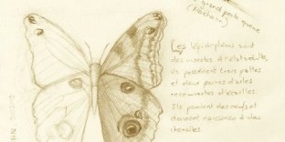 Croquis de papillon avec chenille © Fabien Lesbordes dessinateur