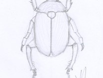 Dessin animalier au crayon de coléoptere © Fabien Lesbordes dessinateur animalier