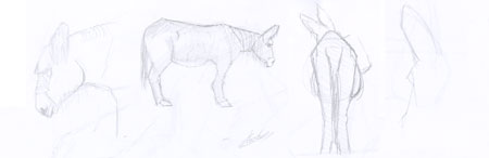 4 croquis d'âne du Poitou de profil, tête de profil de dos et esquisse de trois-quart