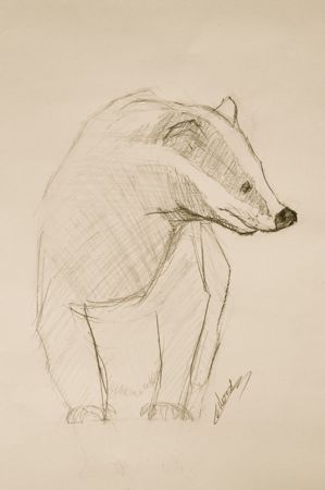 Croquis animalier de blaireau au crayon à papier dessinateur animalier
