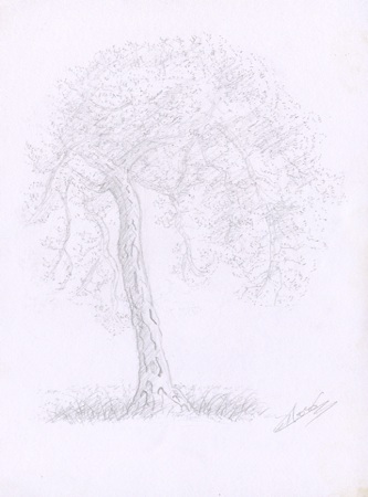 Croquis d'arbre Le pin de Corse du Vésinet