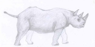 Croquis de Rhinocéros dessiné au crayon à papier