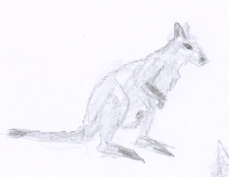 Croquis d'animal le marsupial wallaby
