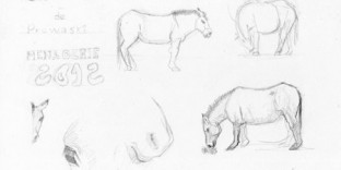 Six croquis de cheval de Prjewalskii dessin au crayon à papier