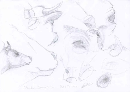 14 croquis de vache Tarentaise dessins crayonnés