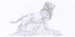 Dessin animalier le Lion et l'autruche dessinés au crayon