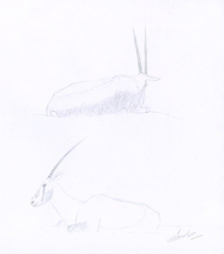 Deux oryx couchés dessinés au crayon à papier