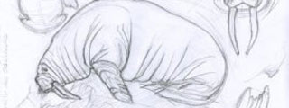 Mes stages de dessin animalier