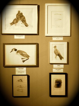 Exposition dessin animalier grande galerie 2012