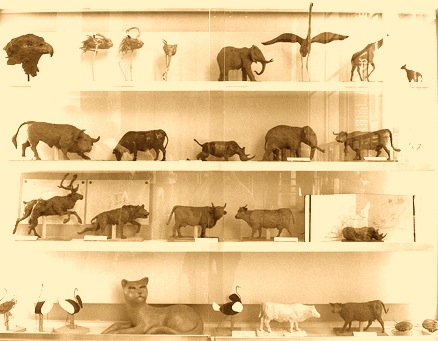 Vitrine des sculptures animalières à la grande galerie de l'évolution