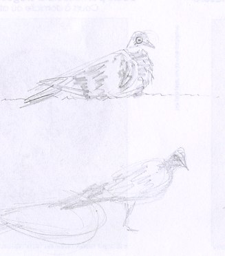 2 esquisses dessin de pigeon biset