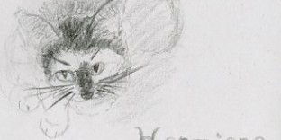 1 croquis chaton vue contre-plongée dessiné au crayon à papier