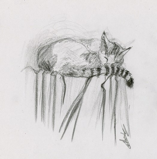 Chat domestique dormant croqué au crayon