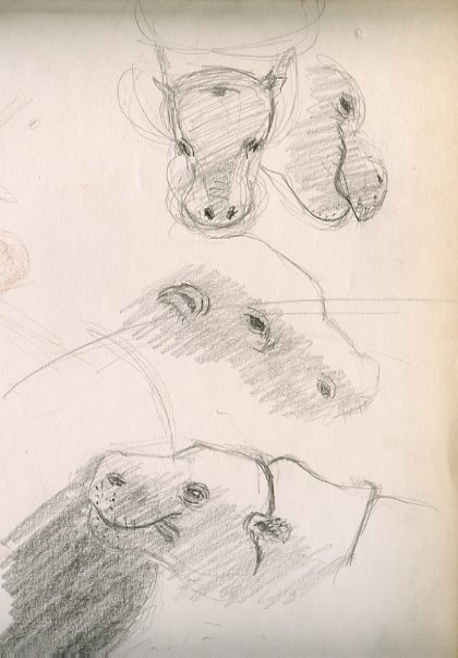 4 dessins animaliers zoo hippopotame