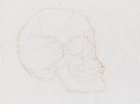 Esquisse de crâne d'humain dessiné au crayon sépia