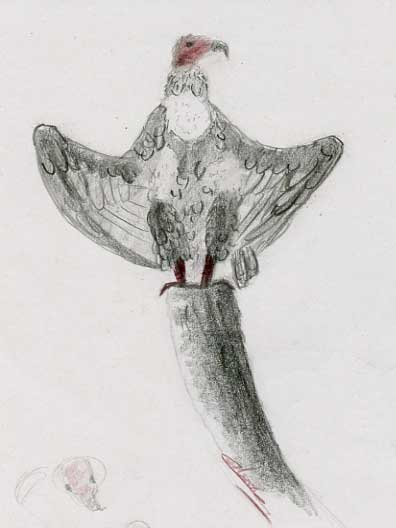 Esquisse animalière dessin de vautour