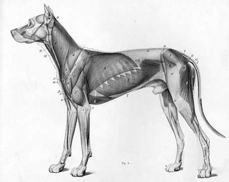 Anatomie du chien et ses muscles