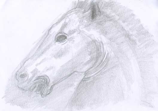 Profil de tête de cheval esquissé