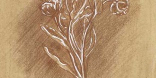 1 dessin de plante botanique fleur Hellebore