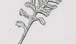 Dessin de plante grasse illustration botanique