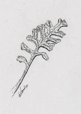 Dessin de plante illustration botanique