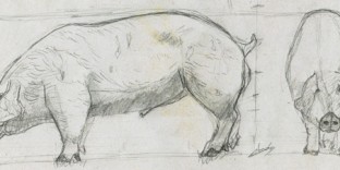2 croquis animal cochon domestique-dessin-animalier