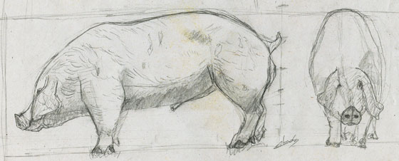 2 croquis animal cochon domestique dessin-animalier