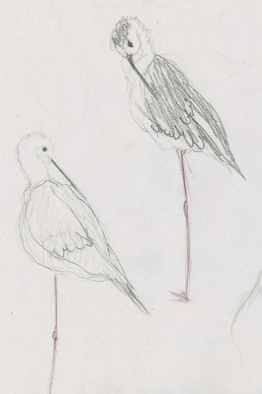 2 dessins d'oiseaux faisant leur toilette