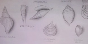Mes dessin de coquillages musée de la paléontologie et de l'anatomie comparée