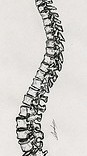 Illustration scientifique ostéologie de la colonne vertébrale